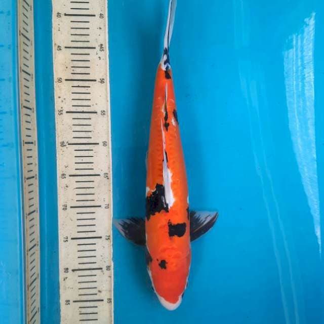 48cm doitsu Hi showa M