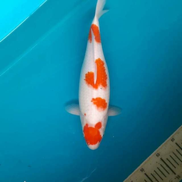 Maruten kohaku 35cm/female