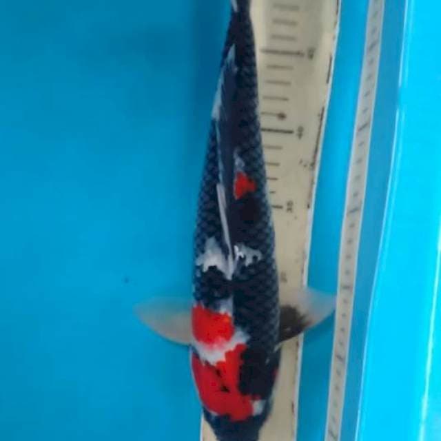 BOPI 1 37 cm
