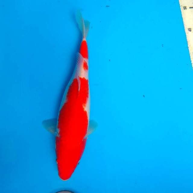 Kohaku