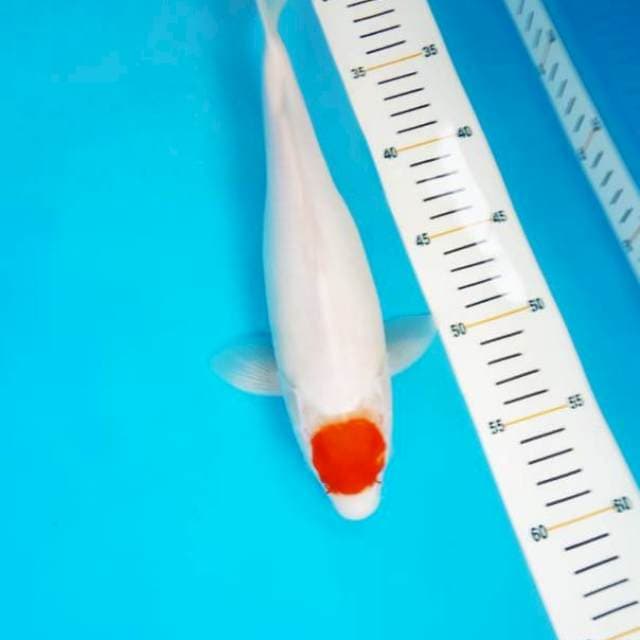 Tancho 31cm