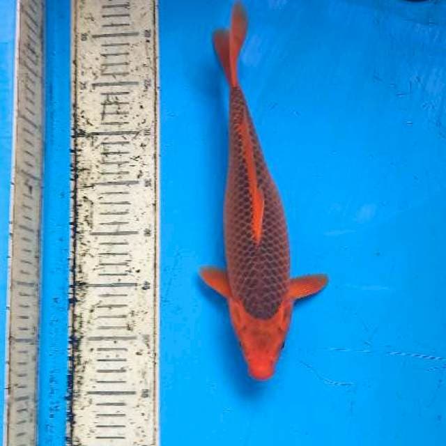Aka matsuba 34cm