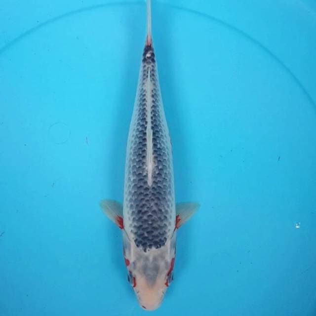 ASAGI 34CM