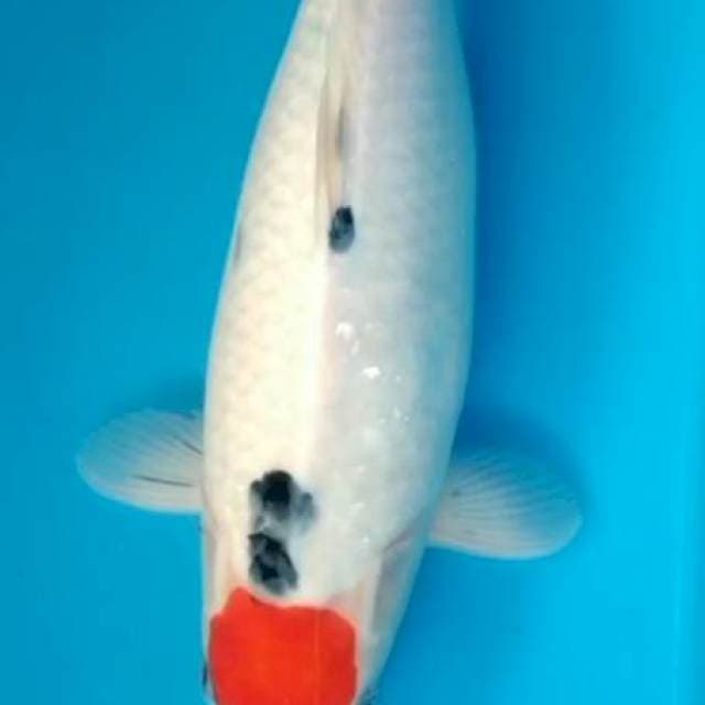 super white ..original