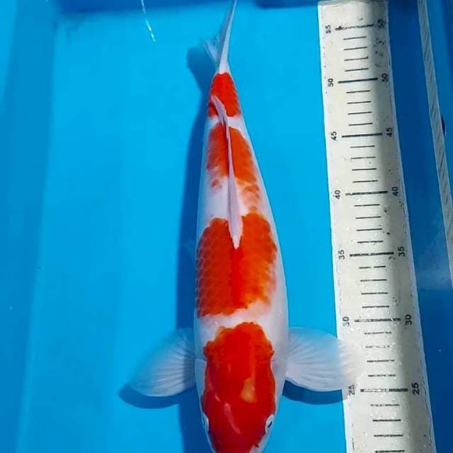 KOHAKU BULKY 35 CM