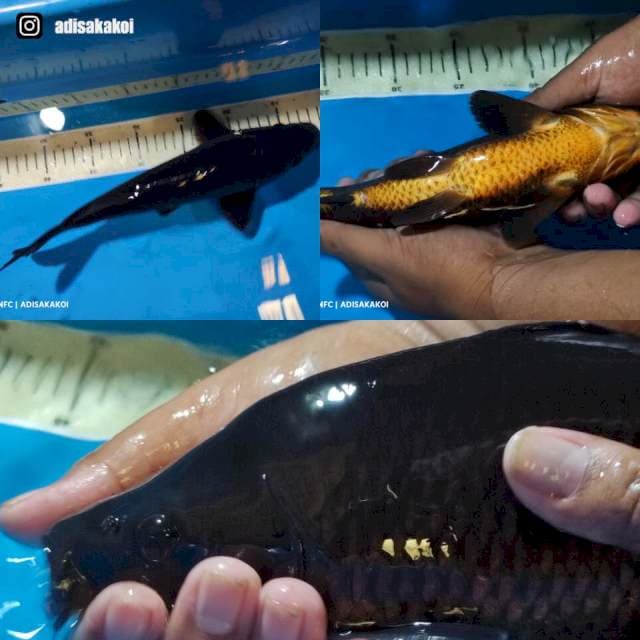 KARASUGOI- HITAM PEKAT JANTAN