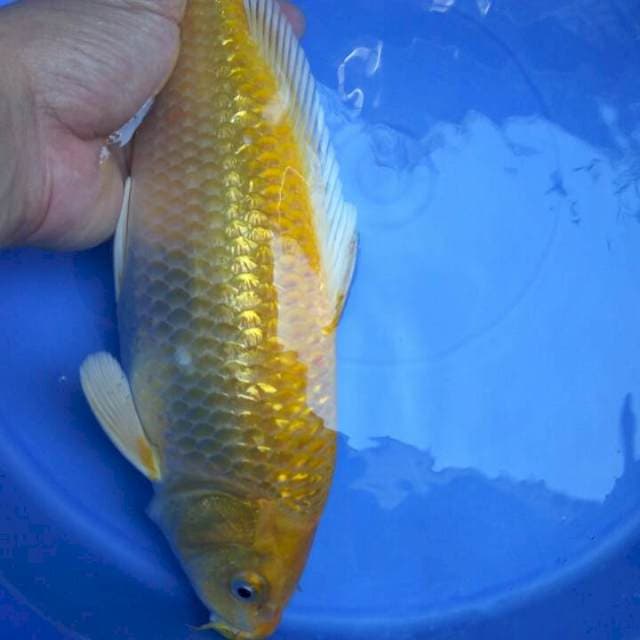 RARE F1 OGON GINRIN MALE 30CM