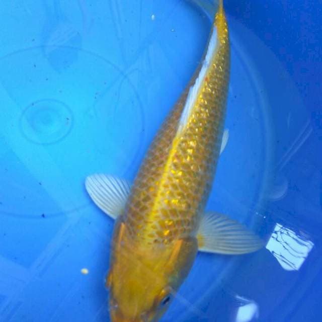 RARE F1 OGON GINRIN MALE 30CM
