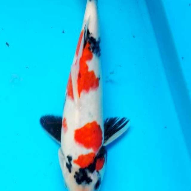 showa 26 cm