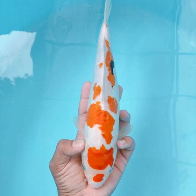 SHOWA DOIT 30CM F