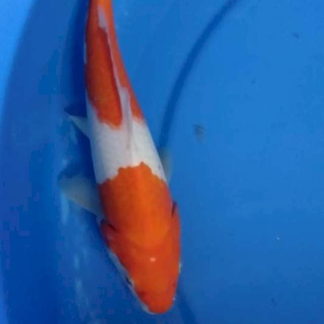 Kohaku 23cm