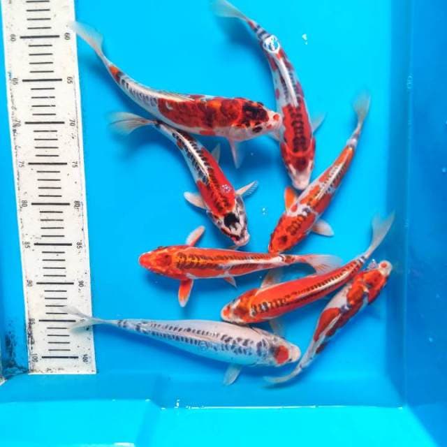 Paket mix. 20-25 cm 8 ekor