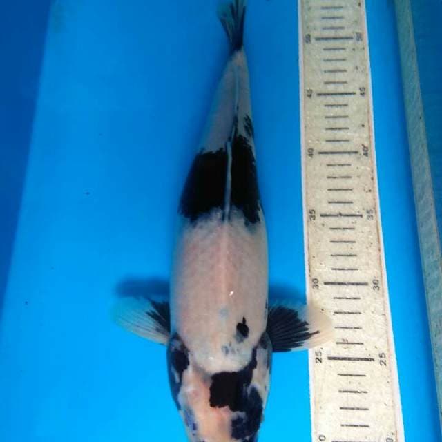 Shiro 36cm