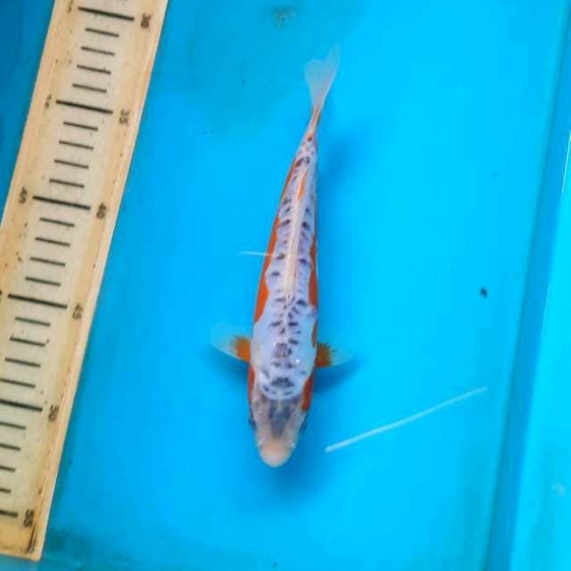 Shusui 19cm