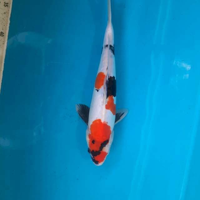 Showa doit 31cm male