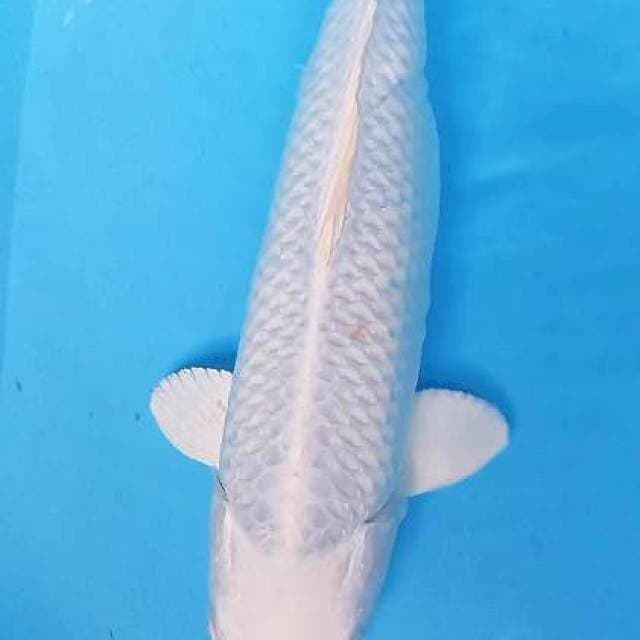 Platinum fm 40 cm