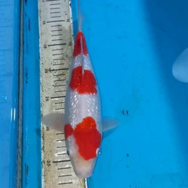 Ginrin Kohaku 29cm