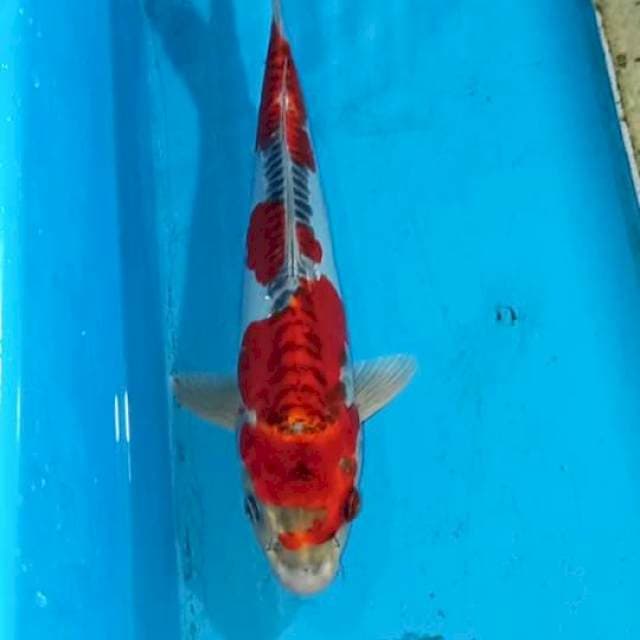 Goshiki Doitsu 30cm Male