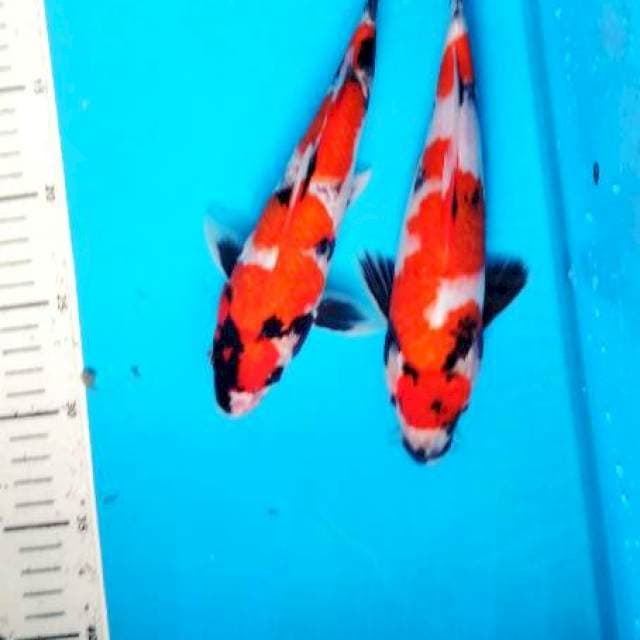 showa 27-28 cm
