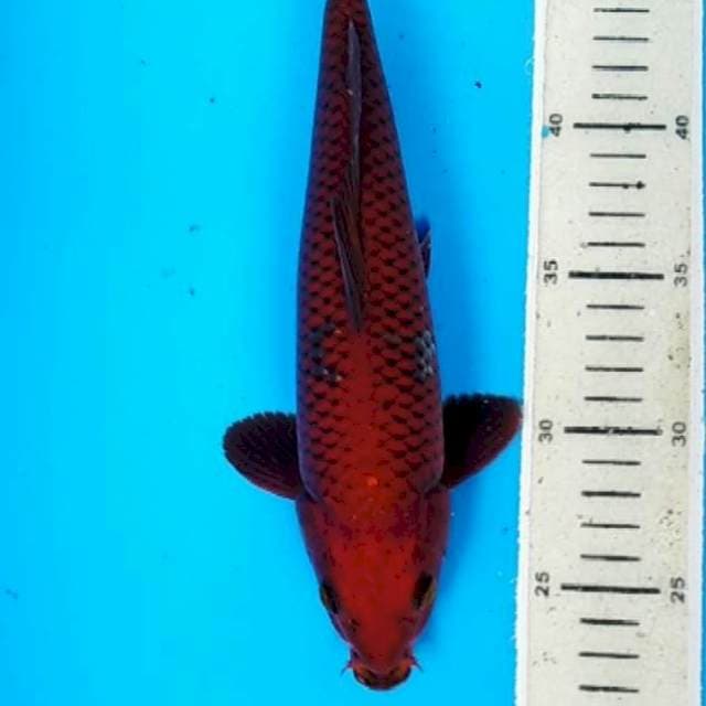 cagoi 26 cm male