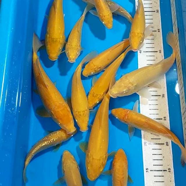 KARASHI MATA MERAH 17-24 CM 15 EKOR