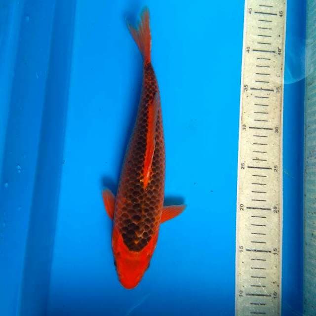 Akamatsuba 33cm