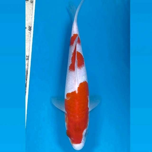 Kohaku, 23 cm