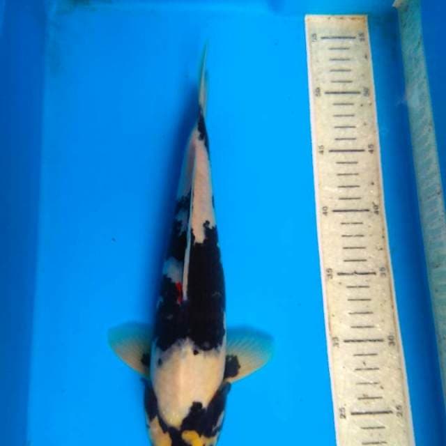 Shiro 31cm