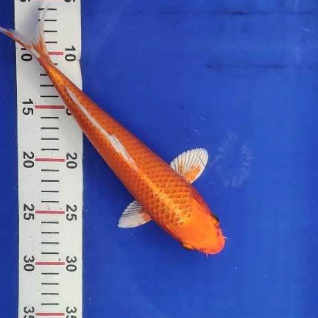 Orenji ogon
