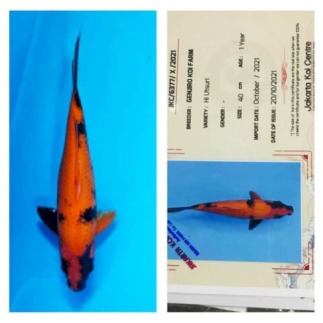 Hi Utsuri 40cm Genjiro Koi Farm