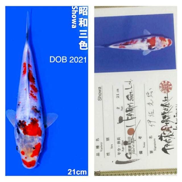 Showa 21cm Isa Koi Farm