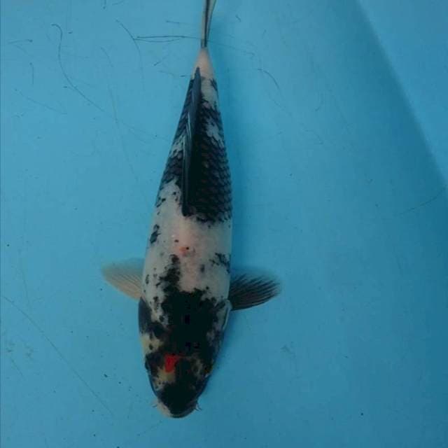 Tanci siro 26 cm