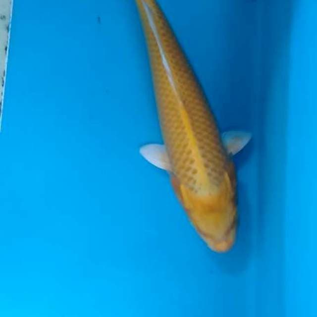 BOPI 5 27 cm