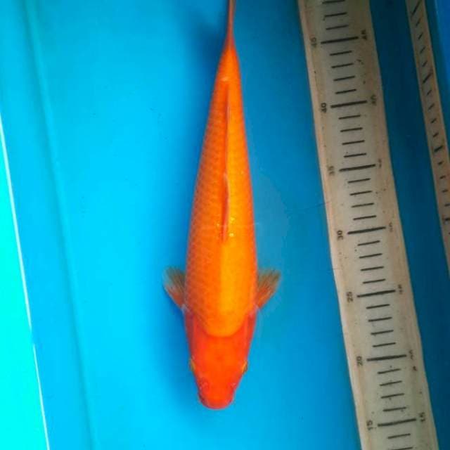 Red karashi 32cm female