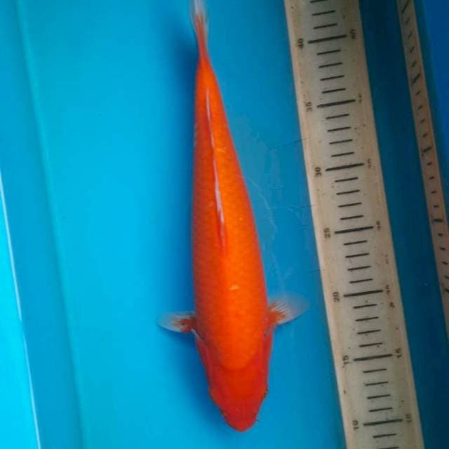Aka hajiro 32cm male