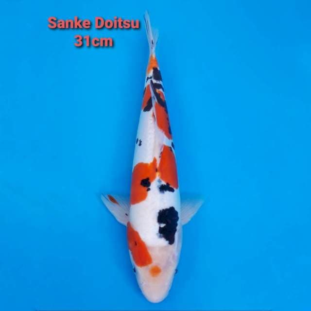 TsuboTsumi Sanke Doit 31cm