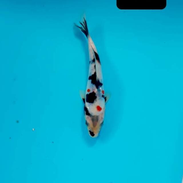 Doitsu 15 cm