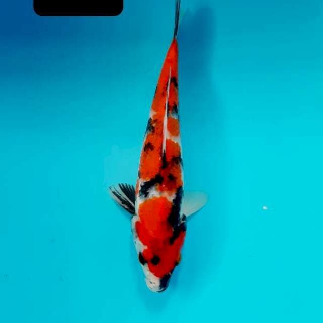 Showa 22 cm