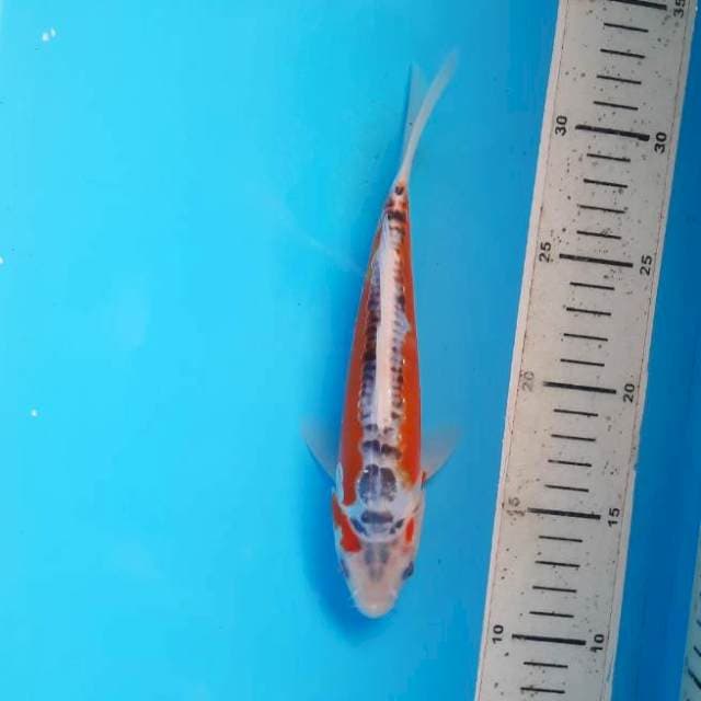 Shusui 20cm