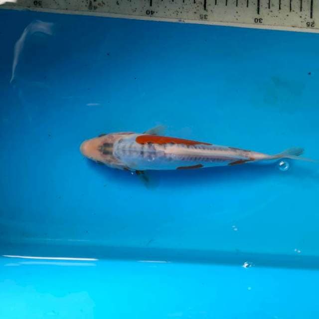 Shusui 21cm
