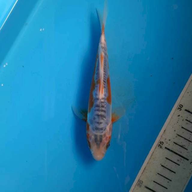 Shusui 18cm