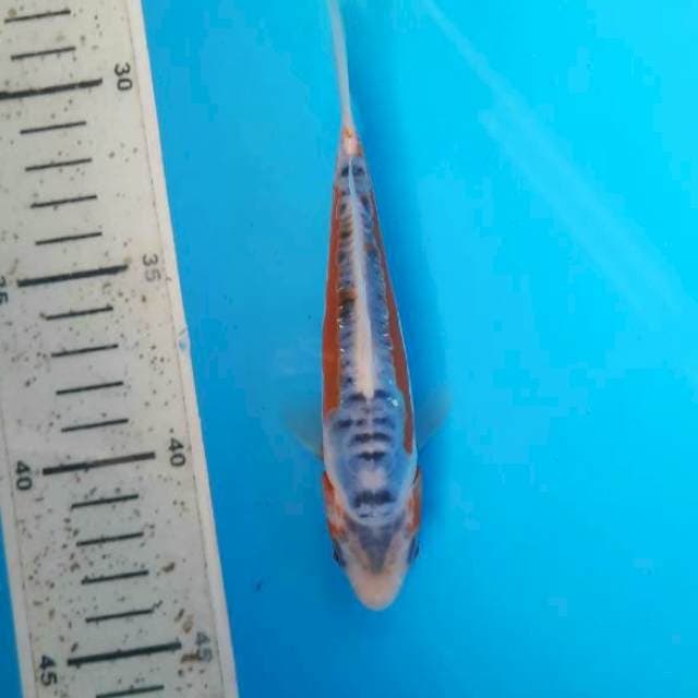 Shusui 15cm