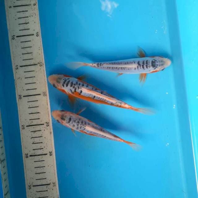 15,17,18cm shusui