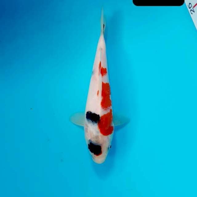 Showa 18 cm