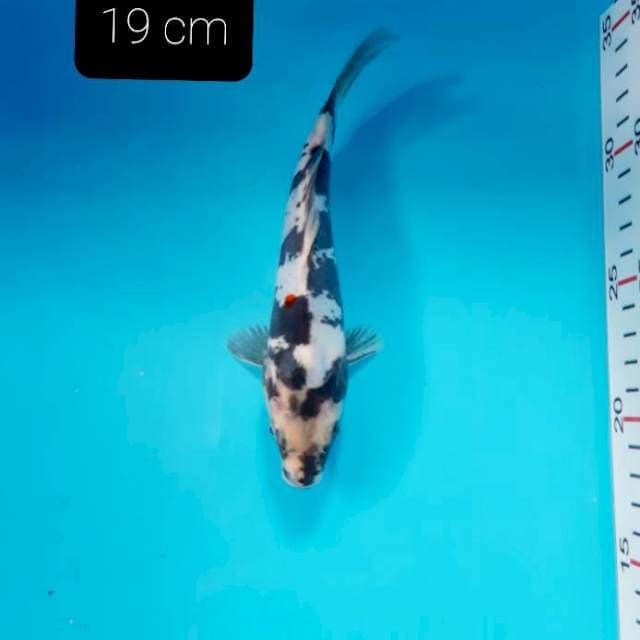 Doitsu 19 cm