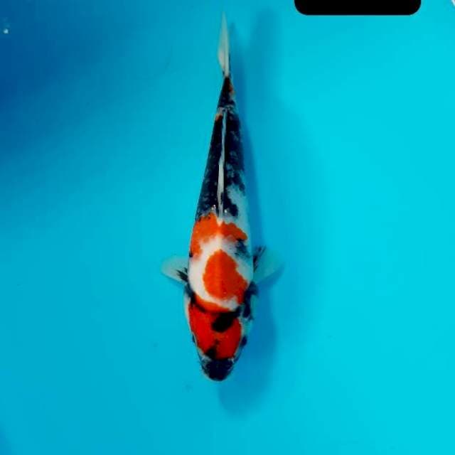 Maruten 18 cm