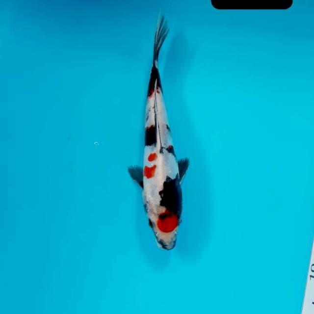 Maruten doit 18 cm