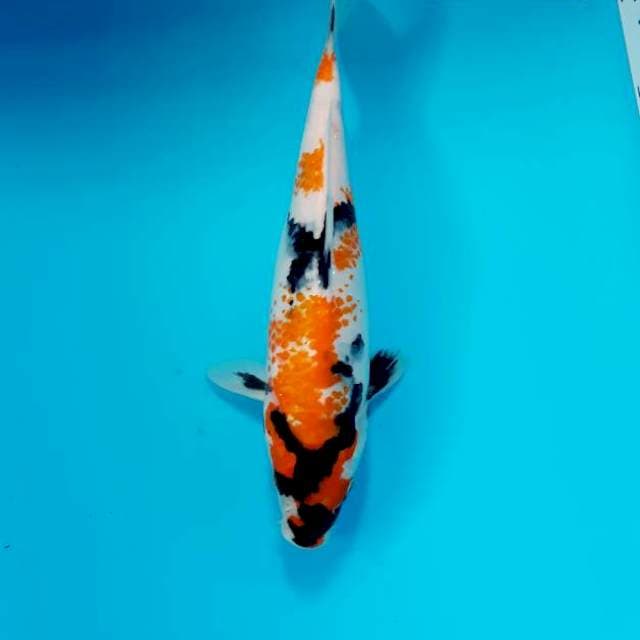 Kanoko 24 cm
