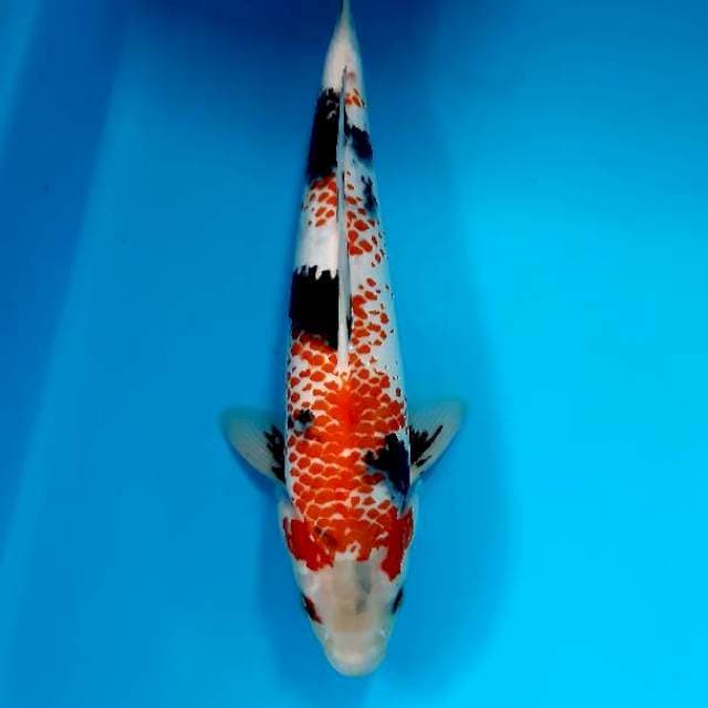 Kanoko jumbo 31 cm