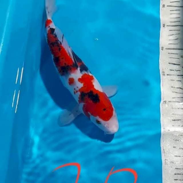 SANKE - 30CM